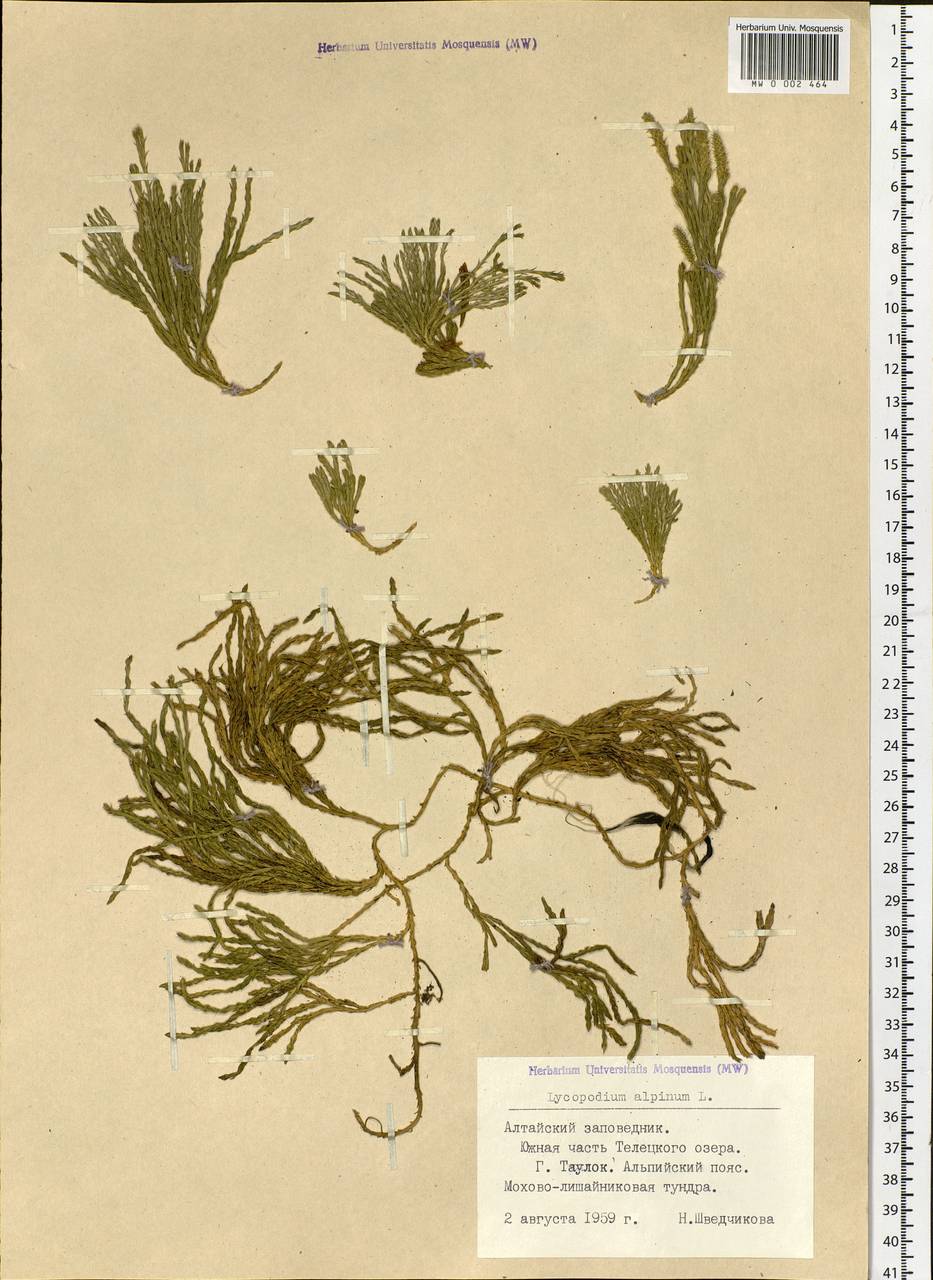 Дифазиаструм альпийский (L.) Holub, Сибирь, Алтай и Саяны (S2) (Россия)