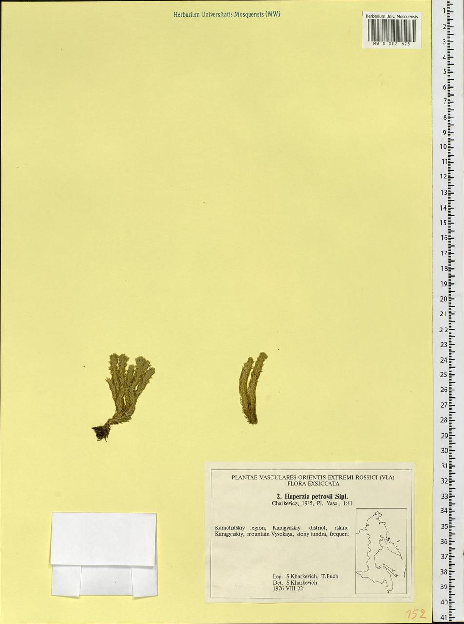 Huperzia selago subsp. appressa (Bach. Pyl. ex Desv.) D. Löve, Сибирь, Чукотка и Камчатка (S7) (Россия)