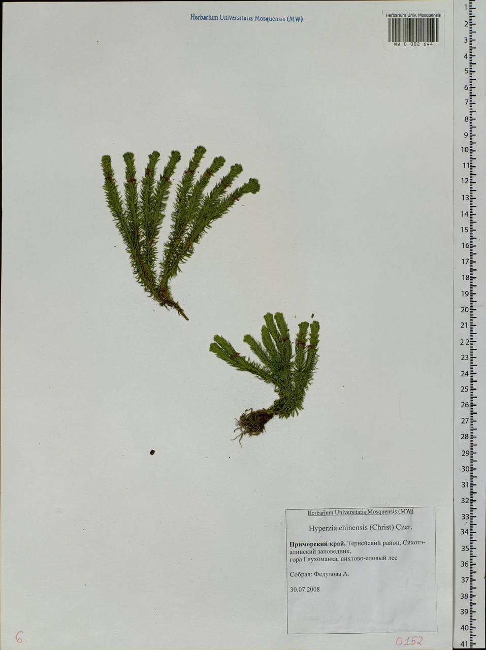 Баранец китайский (Christ) Ching, Сибирь, Дальний Восток (S6) (Россия)