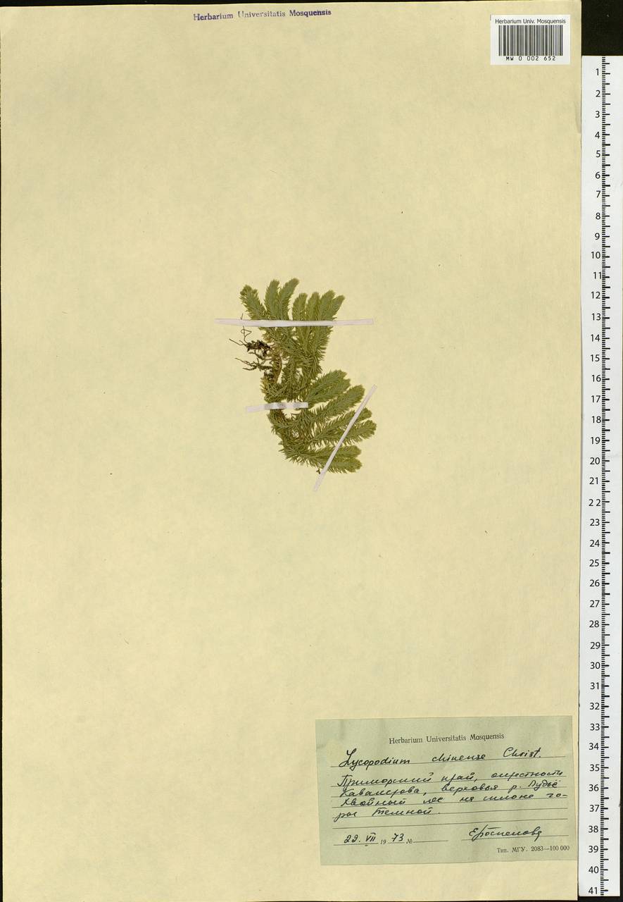 Баранец китайский (Christ) Ching, Сибирь, Дальний Восток (S6) (Россия)