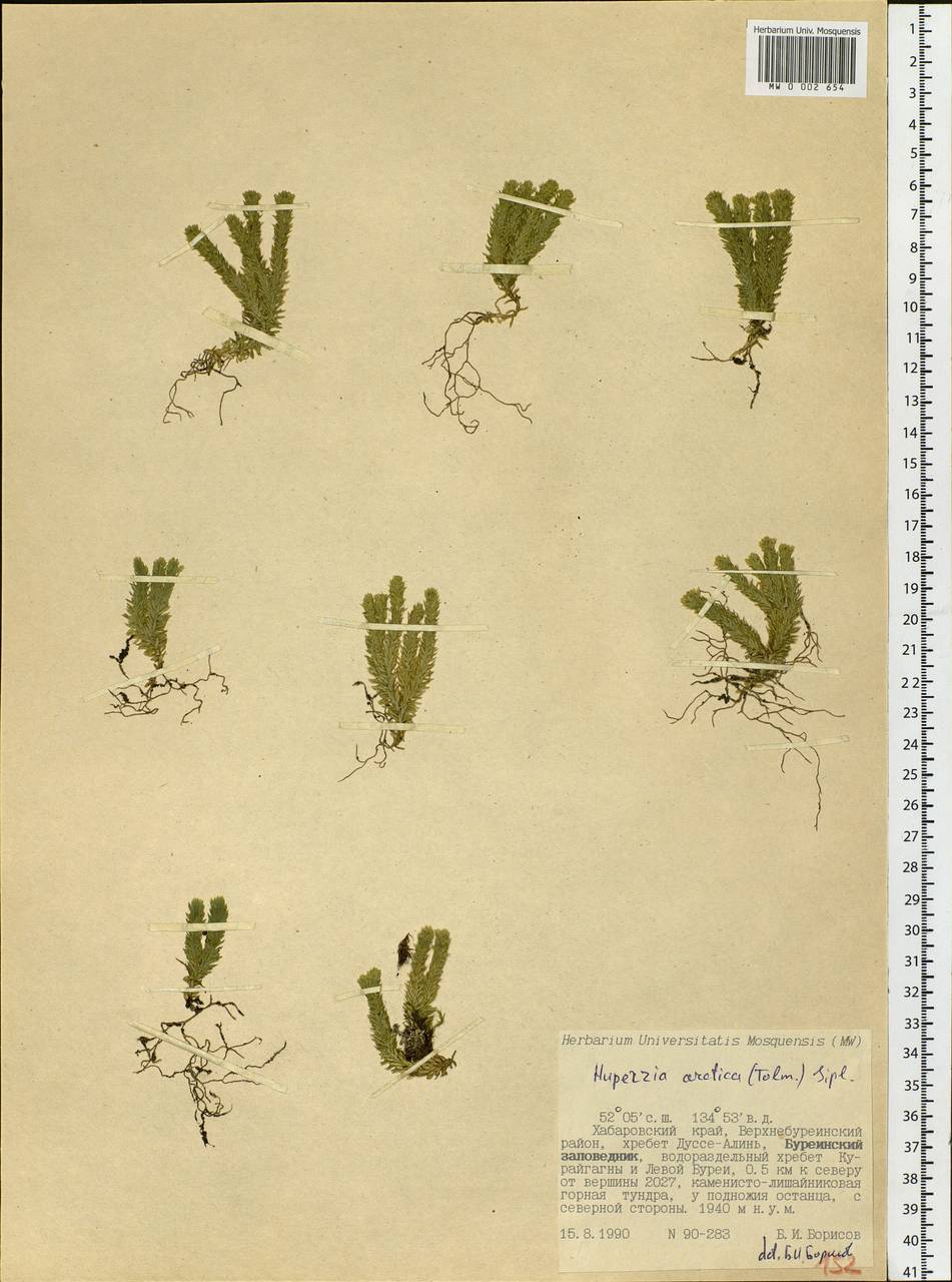 Баранец китайский (Christ) Ching, Сибирь, Дальний Восток (S6) (Россия)