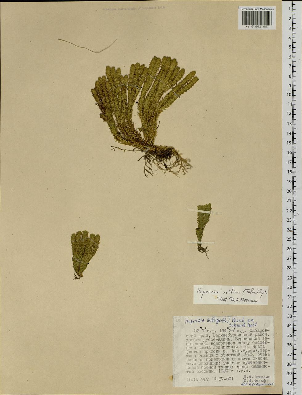 Huperzia selago subsp. appressa (Bach. Pyl. ex Desv.) D. Löve, Сибирь, Дальний Восток (S6) (Россия)