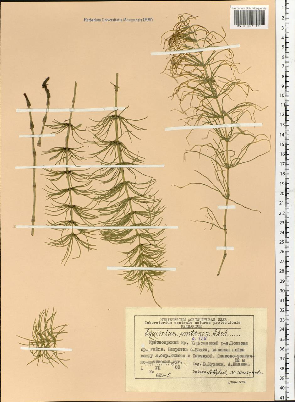 Хвощ луговой Ehrh., Сибирь, Центральная Сибирь (S3) (Россия)