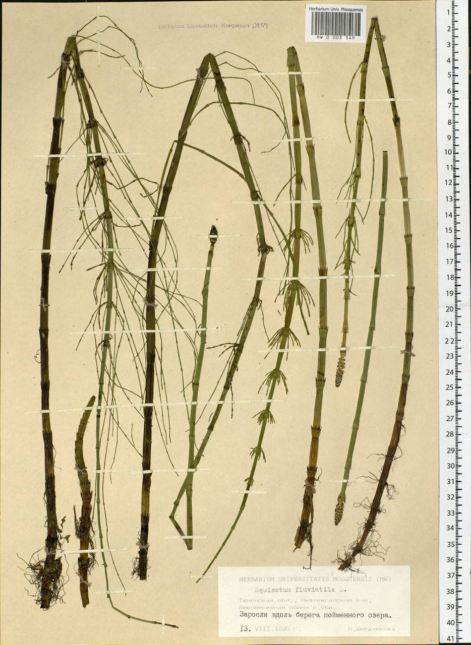 3.Хвощ Приречный (Equisetum fluviatile)