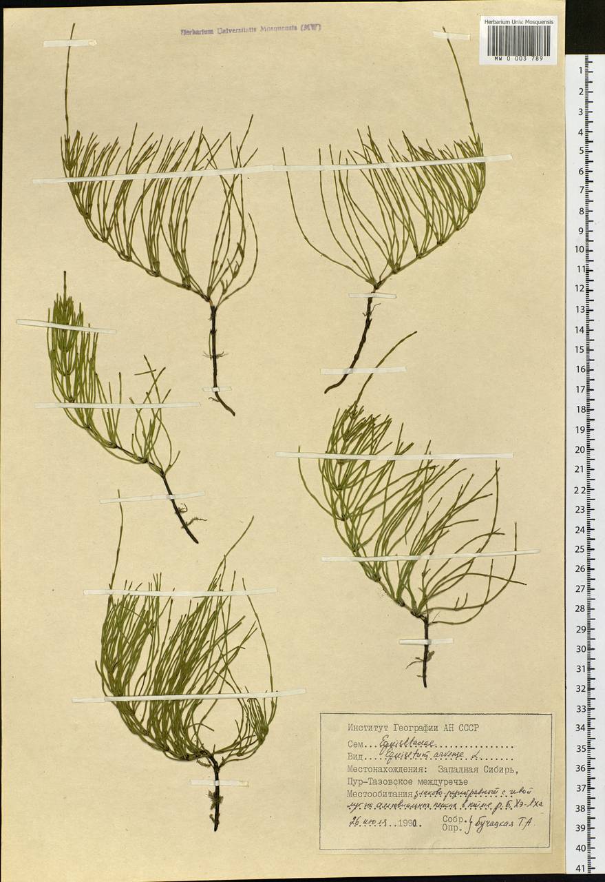 MW0003789, Equisetum arvense (Хвощ полевой), specimen
