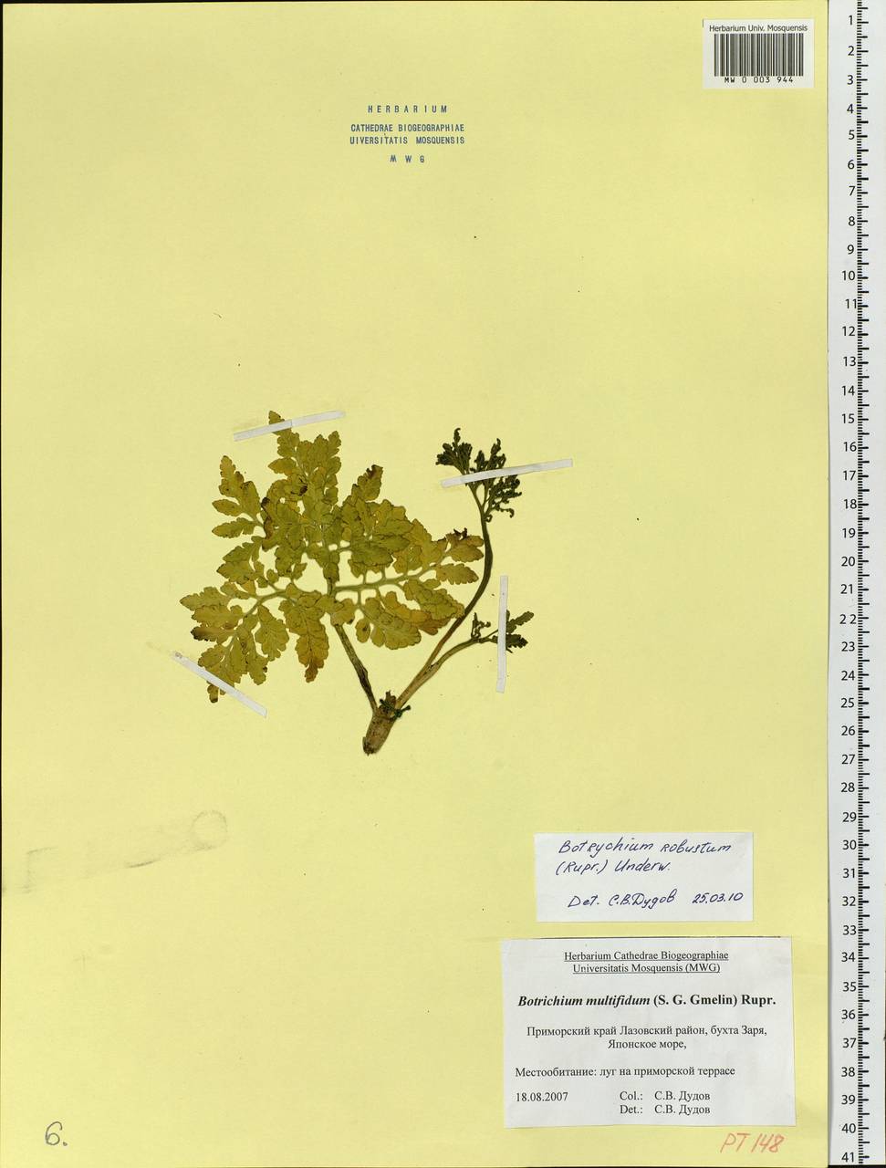 Sceptridium robustum (Rupr.) Lyon, Сибирь, Дальний Восток (S6) (Россия)