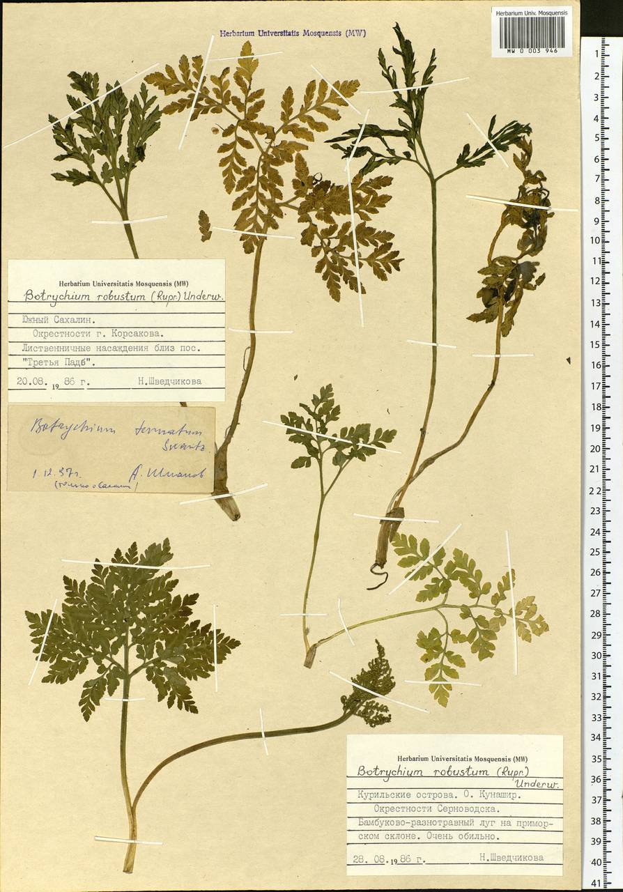 Sceptridium robustum (Rupr.) Lyon, Сибирь, Дальний Восток (S6) (Россия)