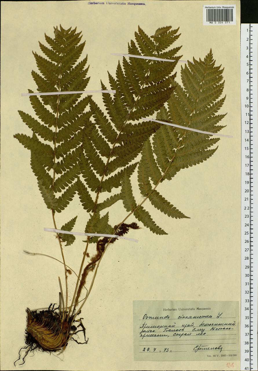 Чистоустовник азиатский (Fern.) Fraser-Jenkins, Сибирь, Дальний Восток (S6) (Россия)