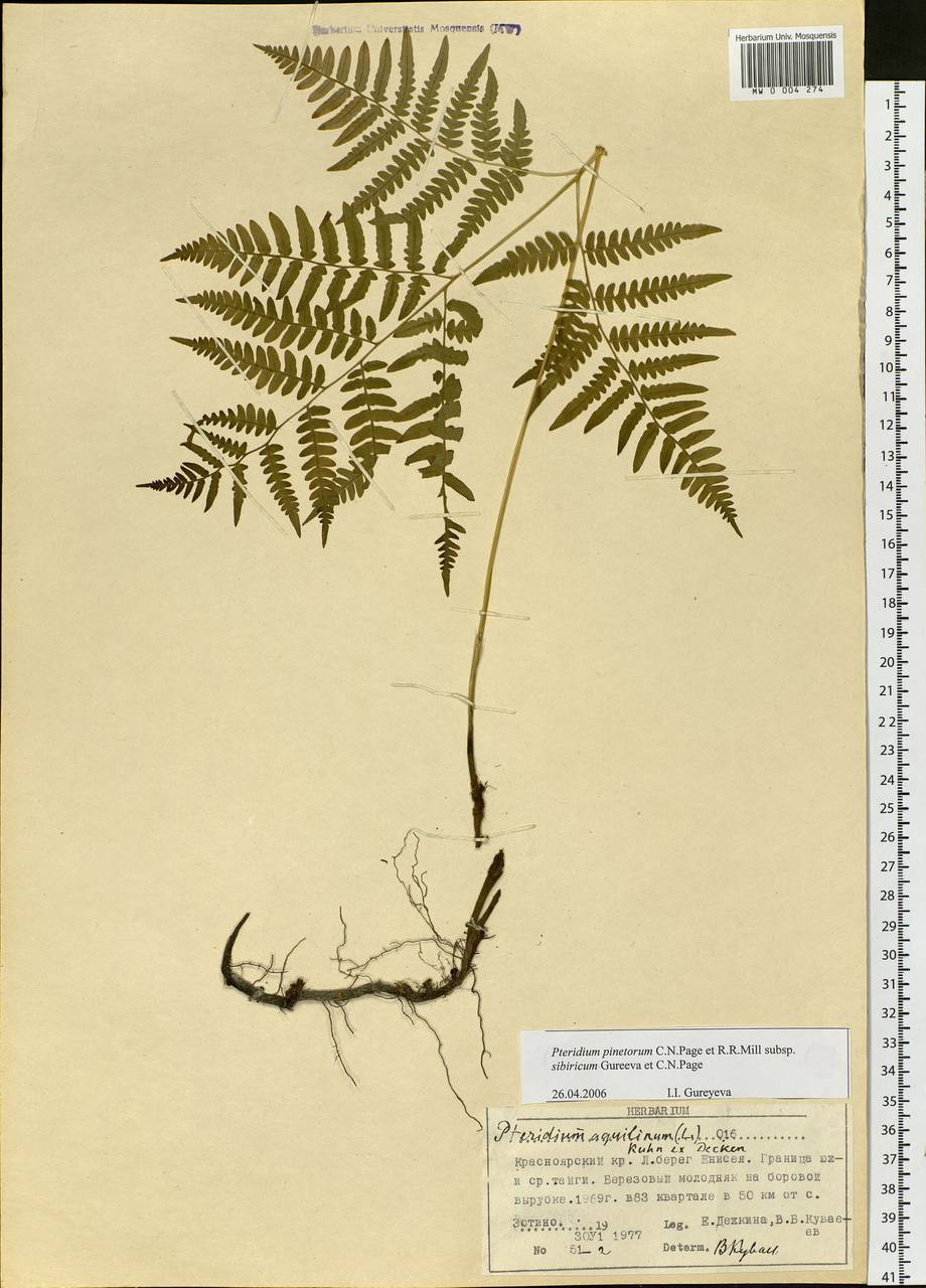 Pteridium aquilinum subsp. japonicum (Nakai) Á. Löve & D. Löve, Сибирь, Центральная Сибирь (S3) (Россия)