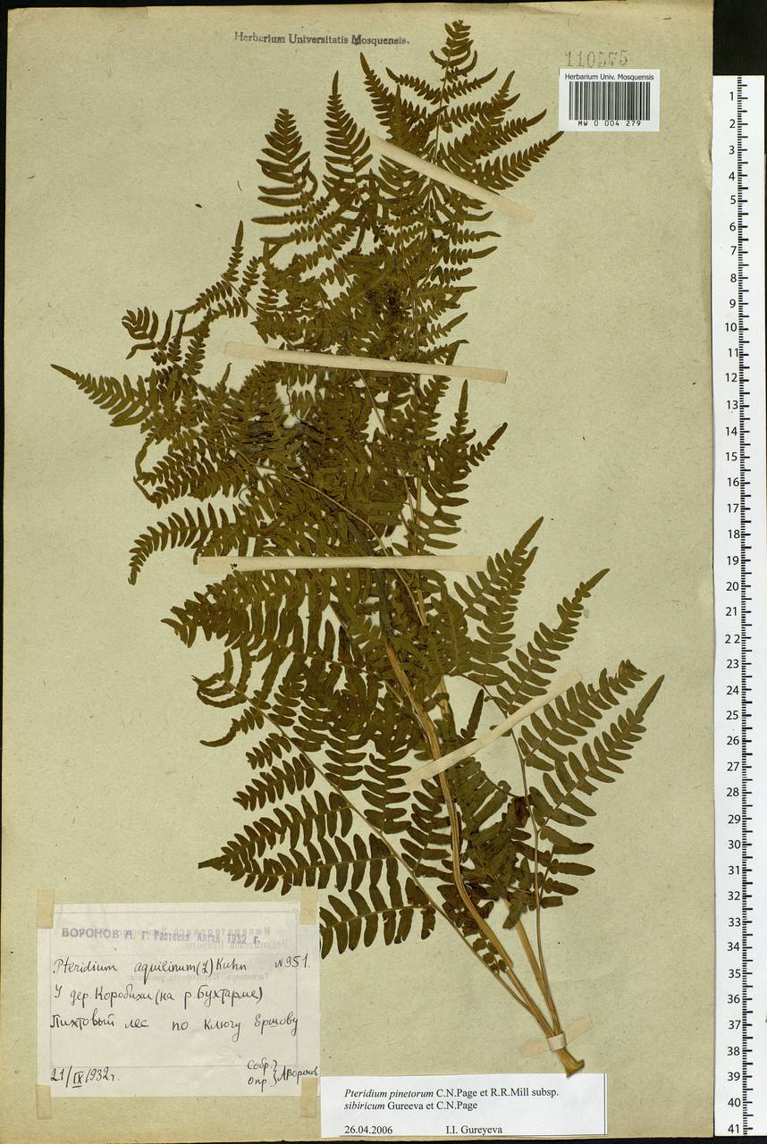 Pteridium aquilinum subsp. japonicum (Nakai) Á. Löve & D. Löve, Сибирь, Западный (Казахстанский) Алтай (S2a) (Казахстан)