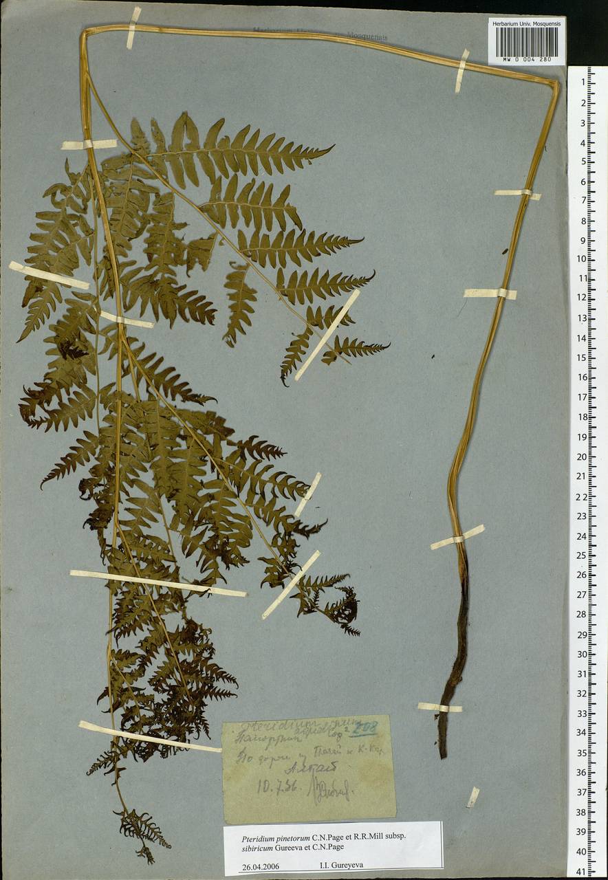 Pteridium aquilinum subsp. japonicum (Nakai) Á. Löve & D. Löve, Сибирь, Западный (Казахстанский) Алтай (S2a) (Казахстан)