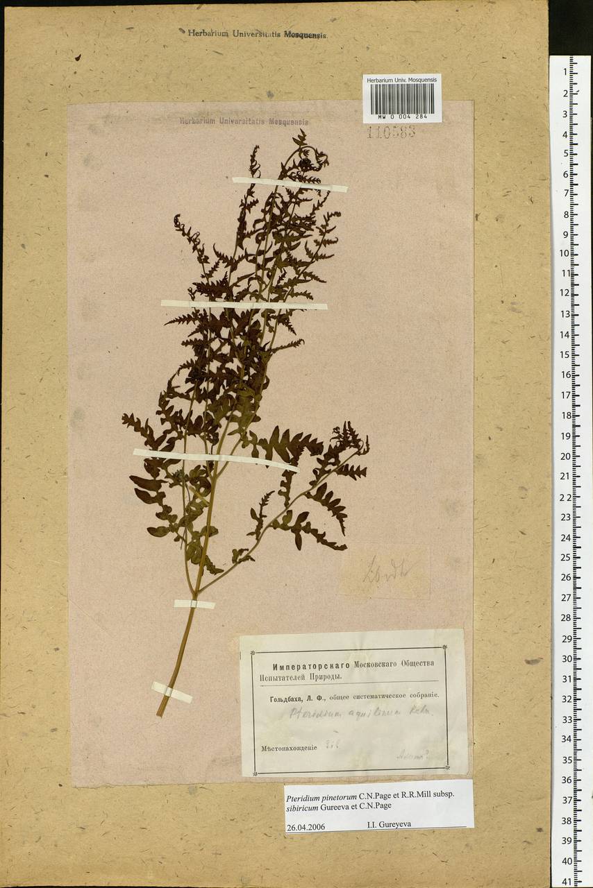 Pteridium aquilinum subsp. japonicum (Nakai) Á. Löve & D. Löve, Сибирь, Алтай и Саяны (S2) (Россия)