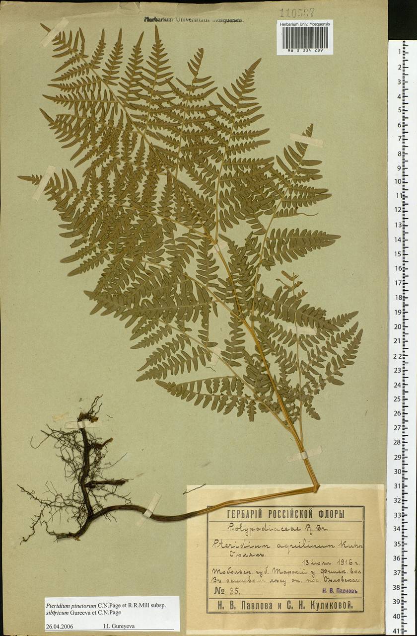 Pteridium aquilinum subsp. japonicum (Nakai) Á. Löve & D. Löve, Сибирь, Западная Сибирь (S1) (Россия)