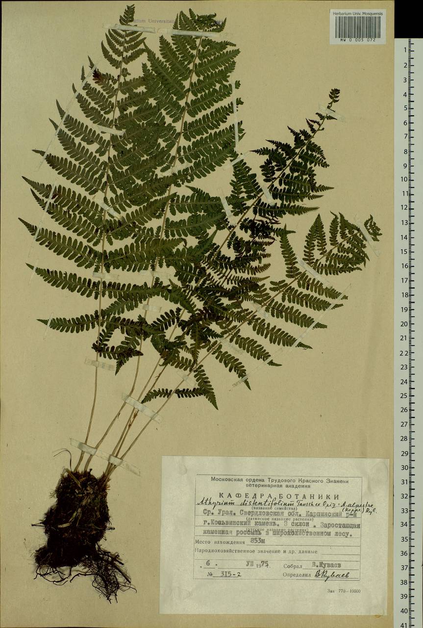 Pseudathyrium alpestre subsp. alpestre, Восточная Европа, Восточный район (E10) (Россия)
