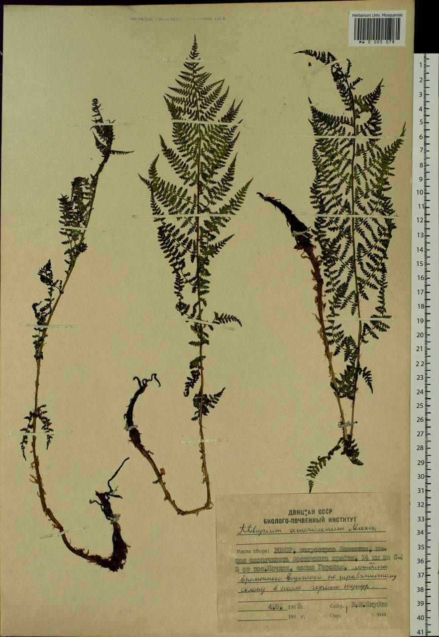 Pseudathyrium alpestre subsp. americanum (Butters), Сибирь, Чукотка и Камчатка (S7) (Россия)