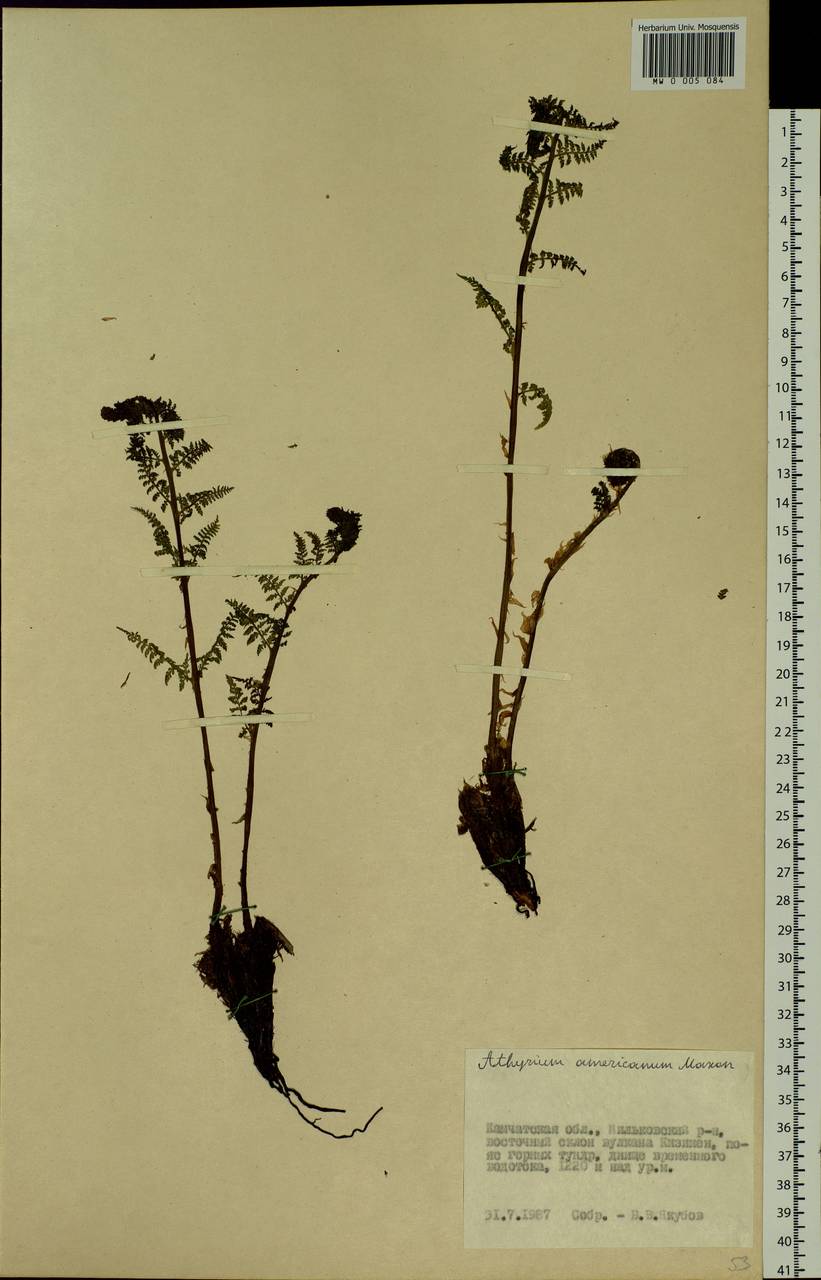 Pseudathyrium alpestre subsp. americanum (Butters), Сибирь, Чукотка и Камчатка (S7) (Россия)