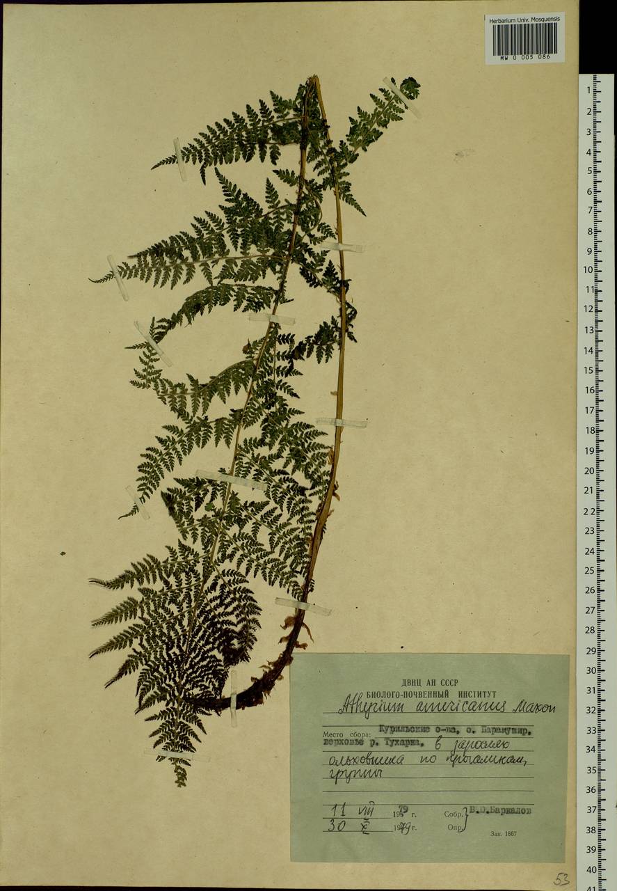 Pseudathyrium alpestre subsp. americanum (Butters), Сибирь, Дальний Восток (S6) (Россия)