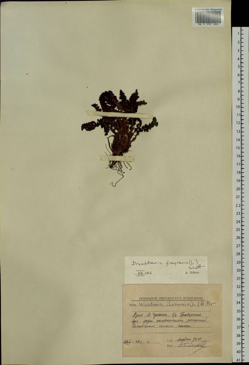 Щитовник пахучий (L.) Schott, Сибирь, Чукотка и Камчатка (S7) (Россия)
