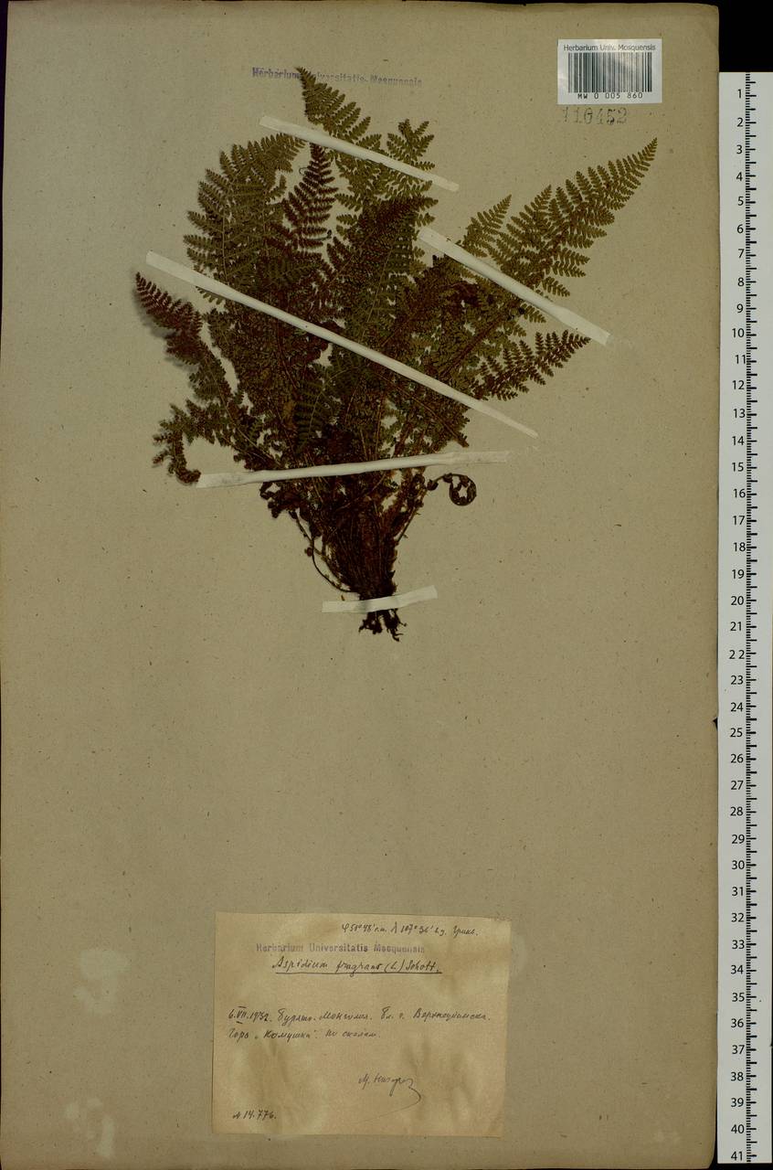Щитовник пахучий (L.) Schott, Сибирь, Прибайкалье и Забайкалье (S4) (Россия)