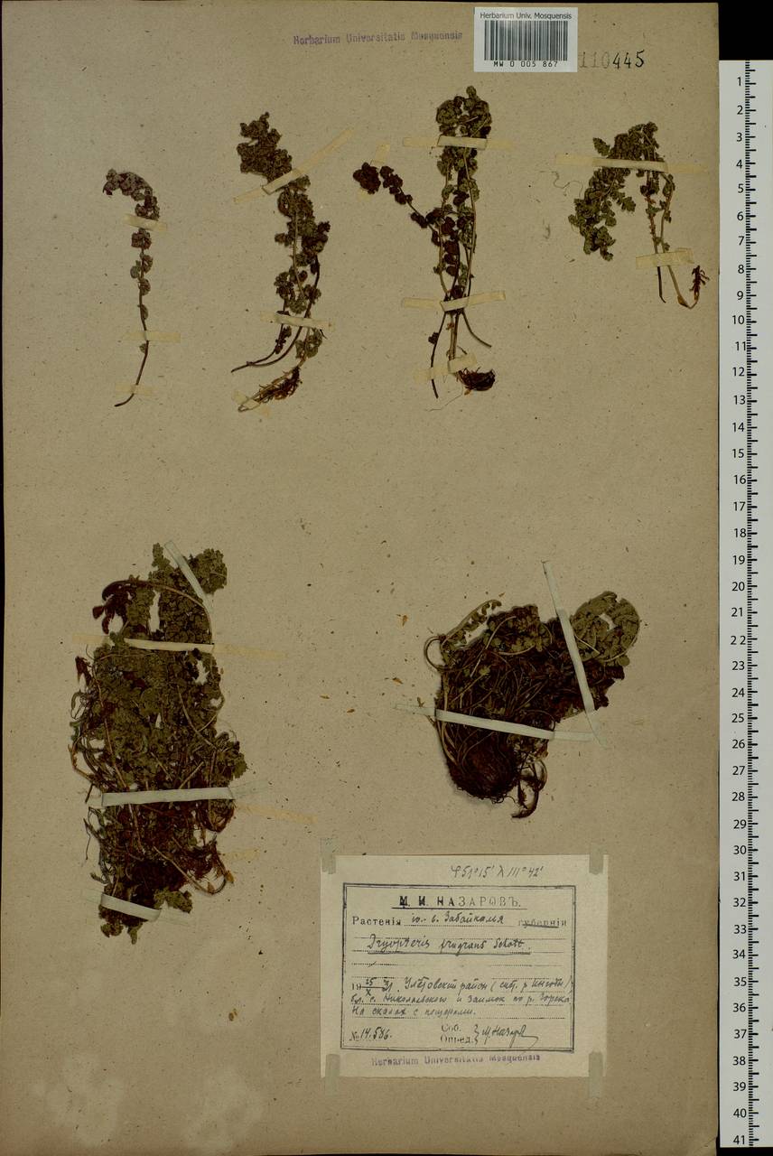 Щитовник пахучий (L.) Schott, Сибирь, Прибайкалье и Забайкалье (S4) (Россия)