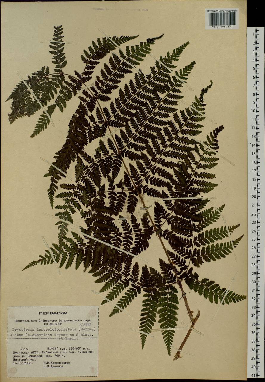 Dryopteris dilatata subsp. dilatata, Сибирь, Прибайкалье и Забайкалье (S4) (Россия)