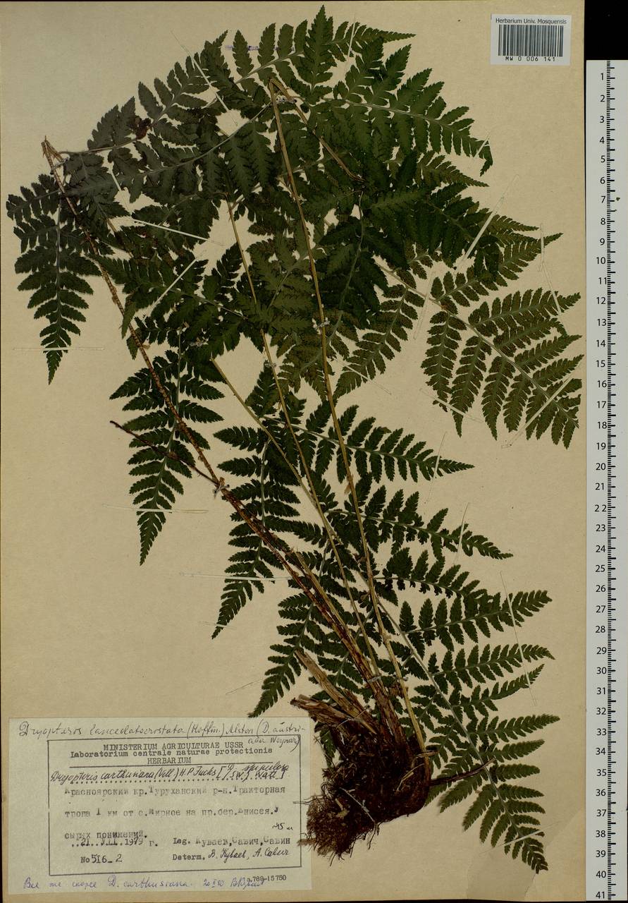 Dryopteris dilatata subsp. dilatata, Сибирь, Центральная Сибирь (S3) (Россия)
