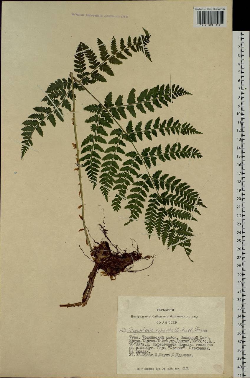 Dryopteris dilatata subsp. dilatata, Сибирь, Алтай и Саяны (S2) (Россия)