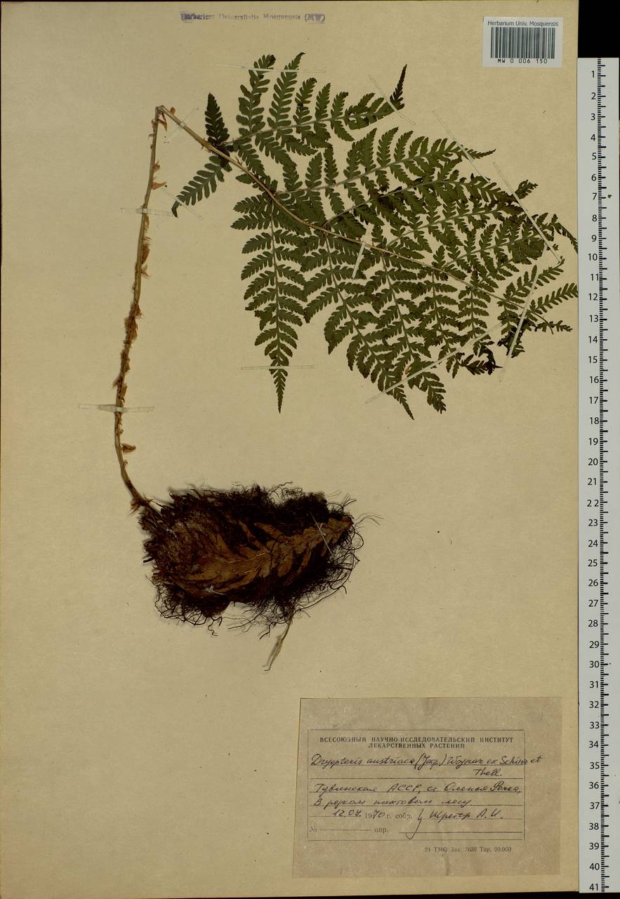 Dryopteris dilatata subsp. dilatata, Сибирь, Алтай и Саяны (S2) (Россия)
