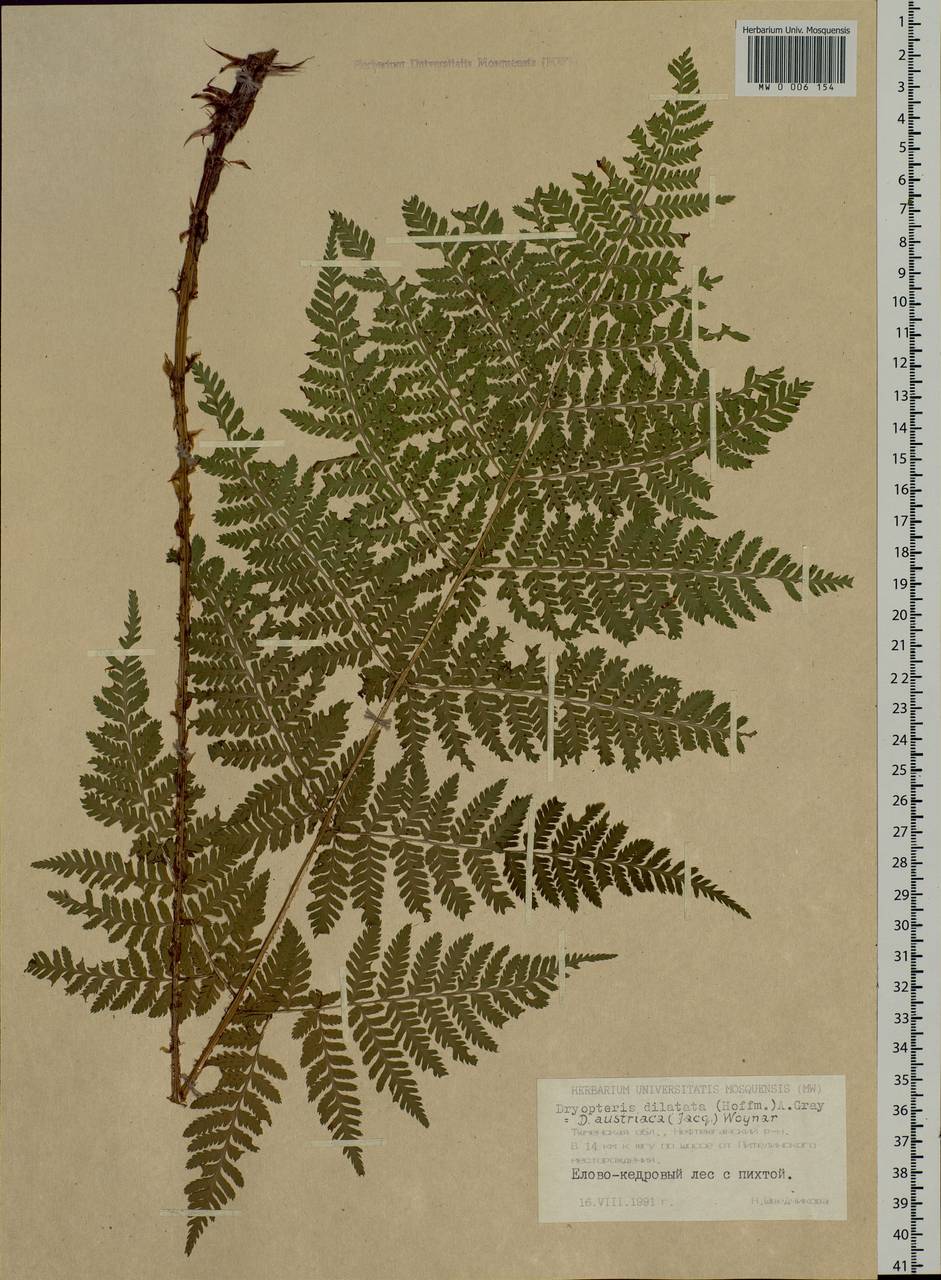 Dryopteris dilatata subsp. dilatata, Сибирь, Западная Сибирь (S1) (Россия)