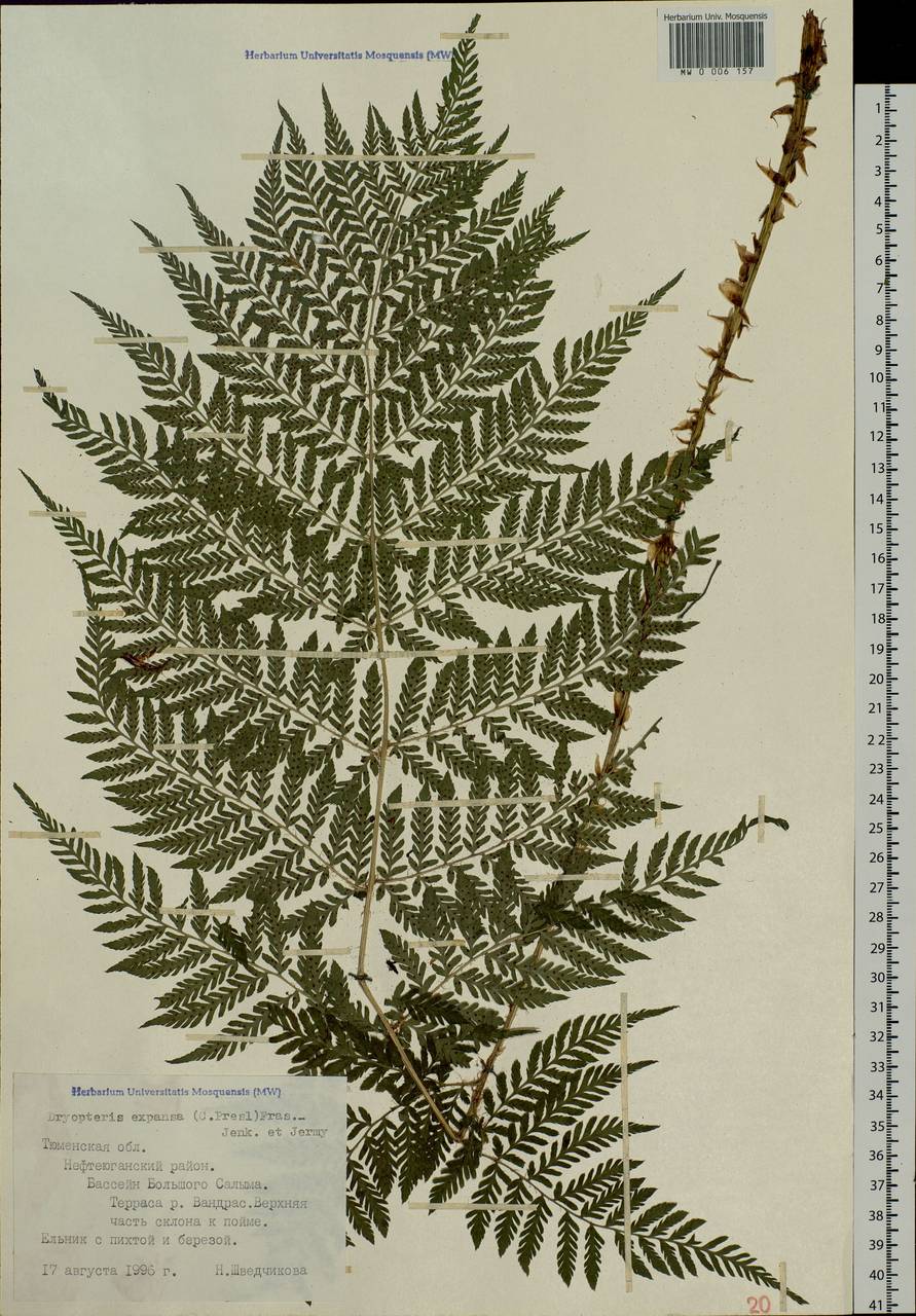 Dryopteris dilatata subsp. dilatata, Сибирь, Западная Сибирь (S1) (Россия)