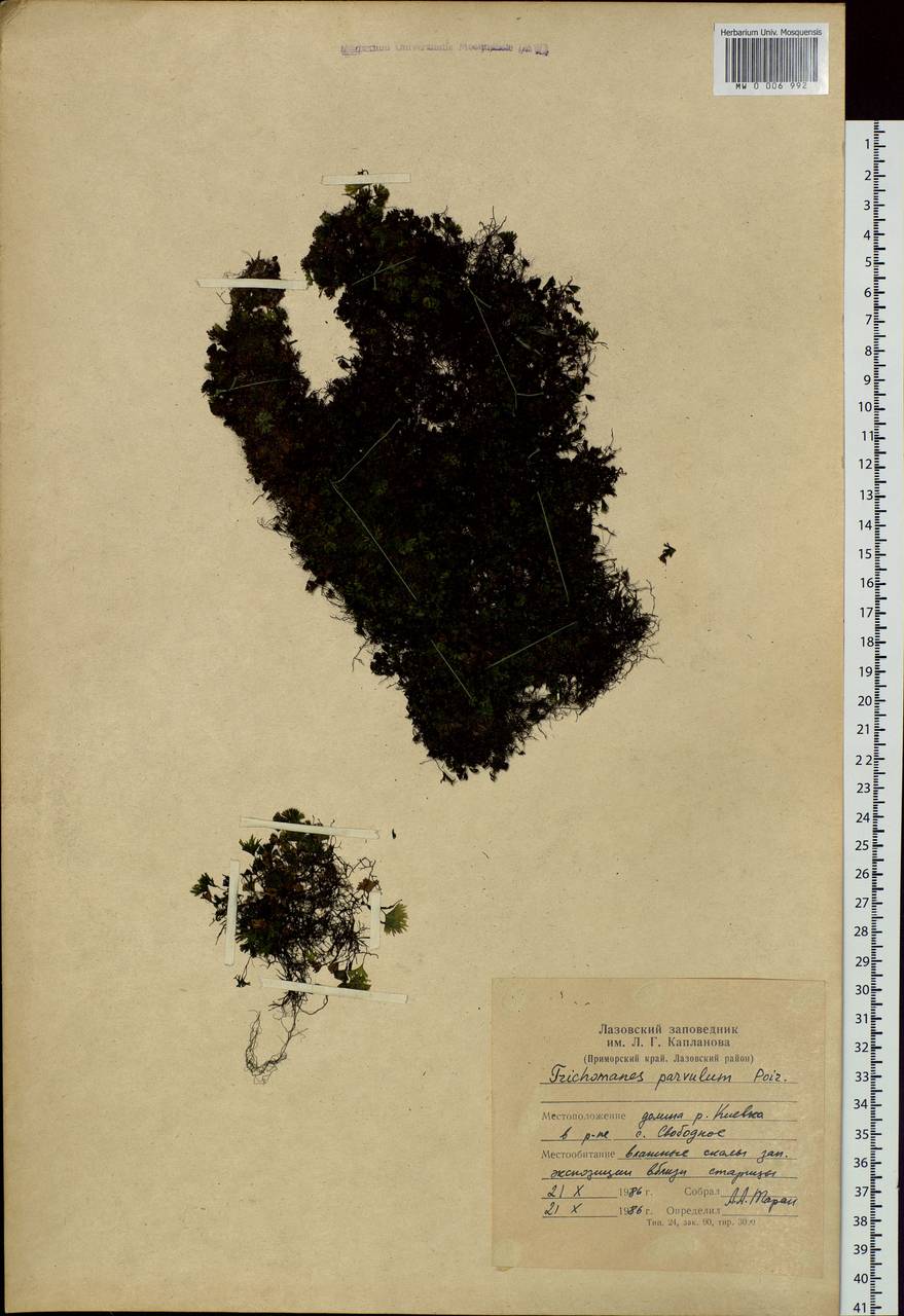 Crepidomanes parvulum (Poir.) Nivart, Senterre & Dubuisson, Сибирь, Дальний Восток (S6) (Россия)