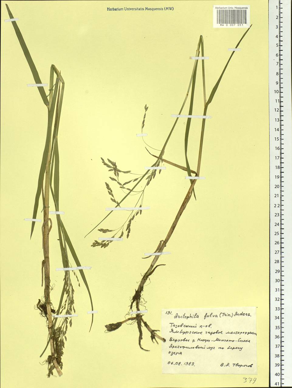 Dupontia fulva (Trin.) Röser & Tkach, Сибирь, Западная Сибирь (S1) (Россия)