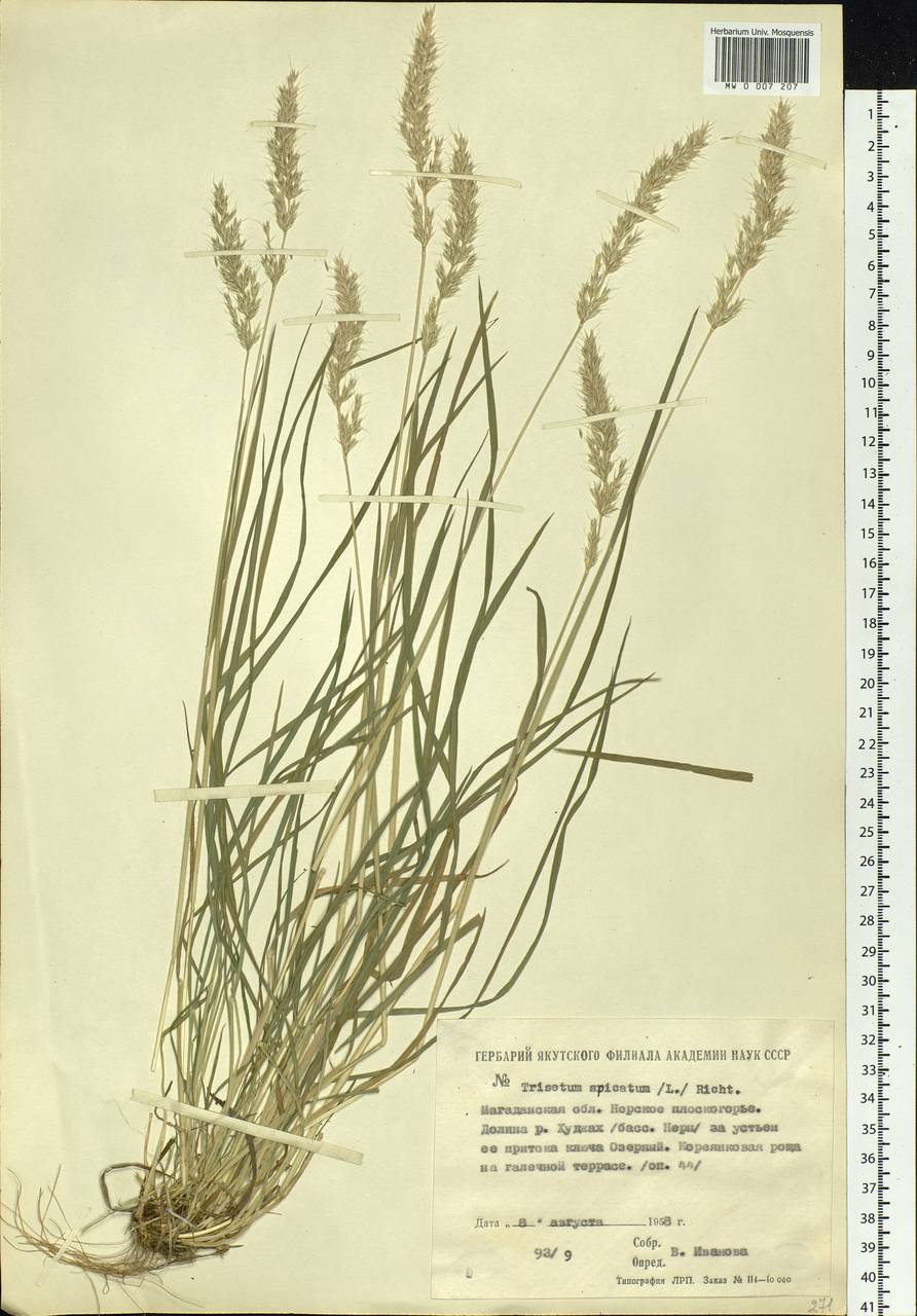 Koeleria spicata (L.) Barberá, Quintanar, Soreng & P.M.Peterson, Сибирь, Чукотка и Камчатка (S7) (Россия)