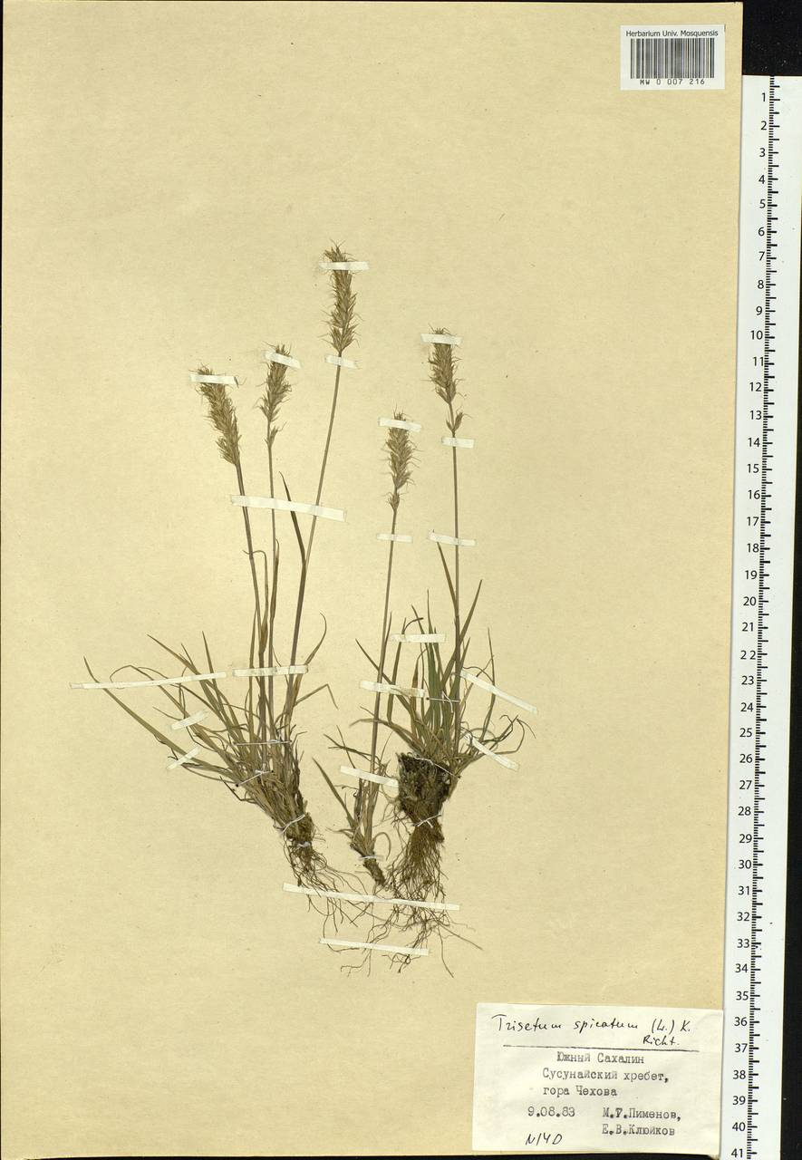 Koeleria spicata (L.) Barberá, Quintanar, Soreng & P.M.Peterson, Сибирь, Дальний Восток (S6) (Россия)