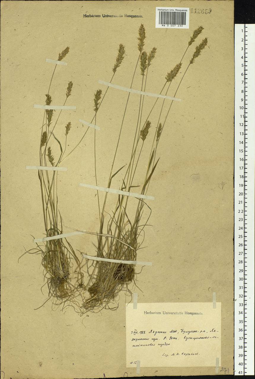 Koeleria spicata (L.) Barberá, Quintanar, Soreng & P.M.Peterson, Сибирь, Якутия (S5) (Россия)