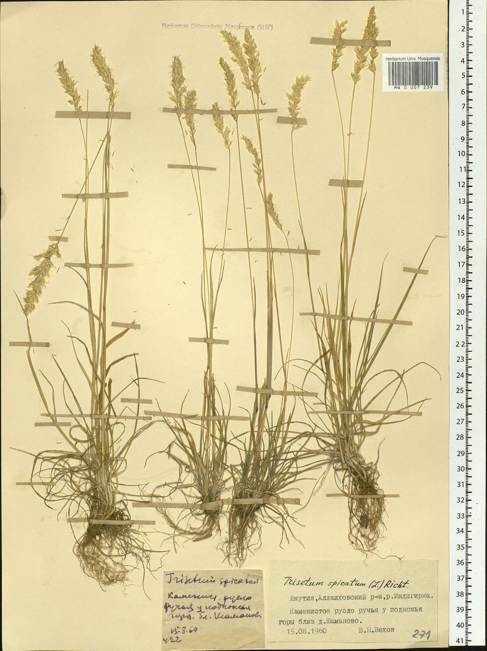 Koeleria spicata (L.) Barberá, Quintanar, Soreng & P.M.Peterson, Сибирь, Якутия (S5) (Россия)