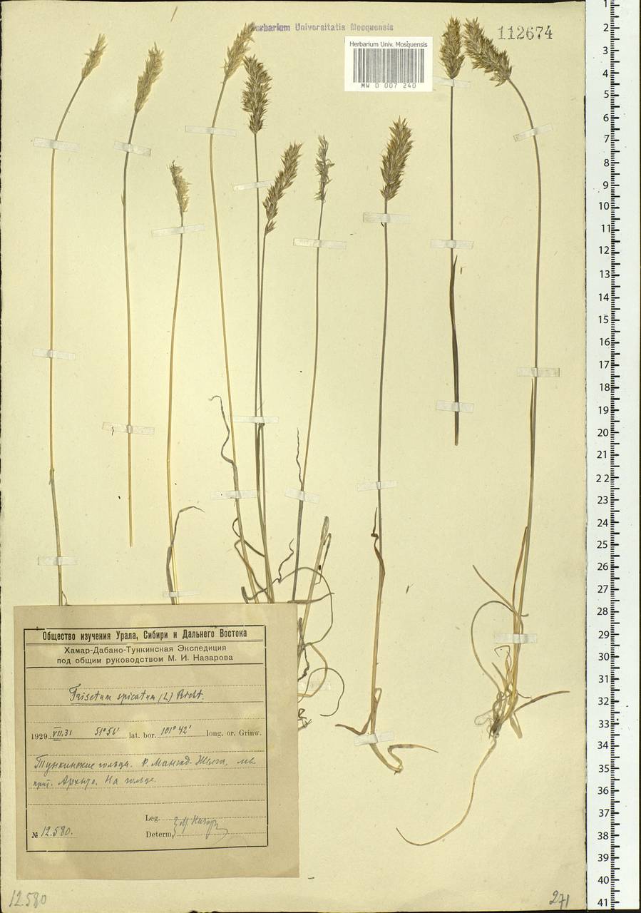 Koeleria spicata (L.) Barberá, Quintanar, Soreng & P.M.Peterson, Сибирь, Прибайкалье и Забайкалье (S4) (Россия)