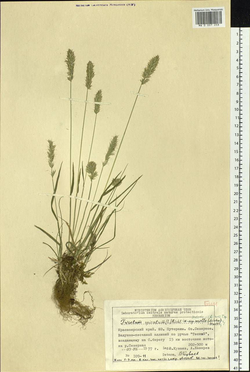 Koeleria spicata (L.) Barberá, Quintanar, Soreng & P.M.Peterson, Сибирь, Центральная Сибирь (S3) (Россия)