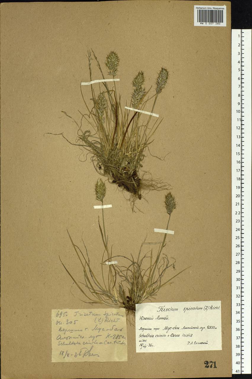 Koeleria spicata (L.) Barberá, Quintanar, Soreng & P.M.Peterson, Сибирь, Западный (Казахстанский) Алтай (S2a) (Казахстан)