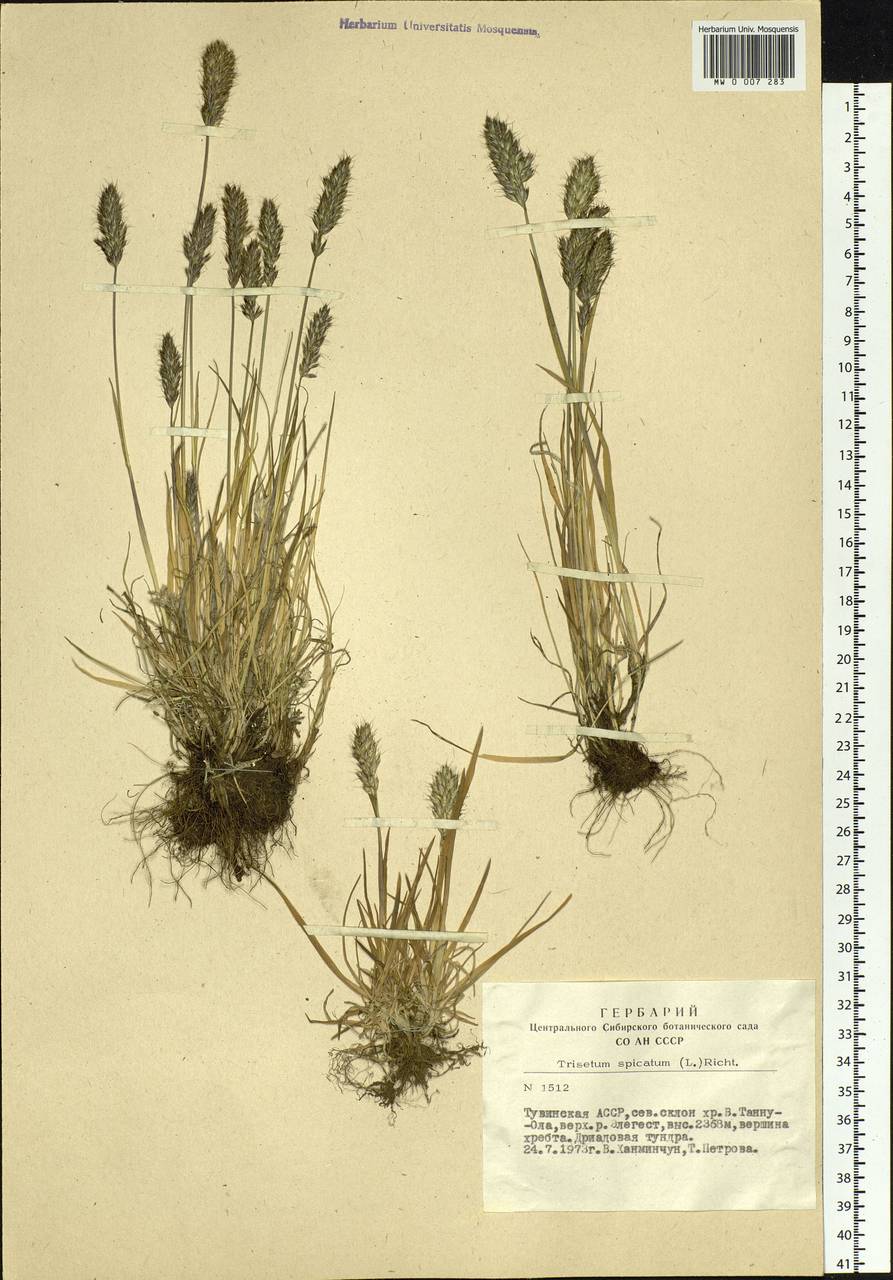 Koeleria spicata (L.) Barberá, Quintanar, Soreng & P.M.Peterson, Сибирь, Алтай и Саяны (S2) (Россия)