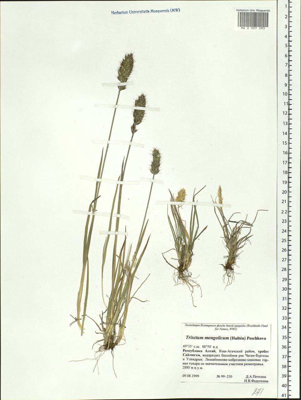 Koeleria spicata (L.) Barberá, Quintanar, Soreng & P.M.Peterson, Сибирь, Алтай и Саяны (S2) (Россия)