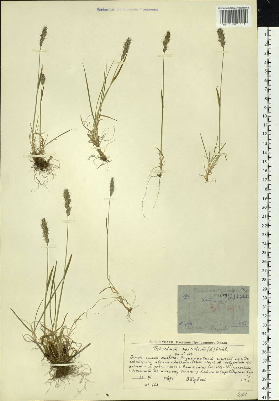 Koeleria spicata (L.) Barberá, Quintanar, Soreng & P.M.Peterson, Сибирь, Западная Сибирь (S1) (Россия)