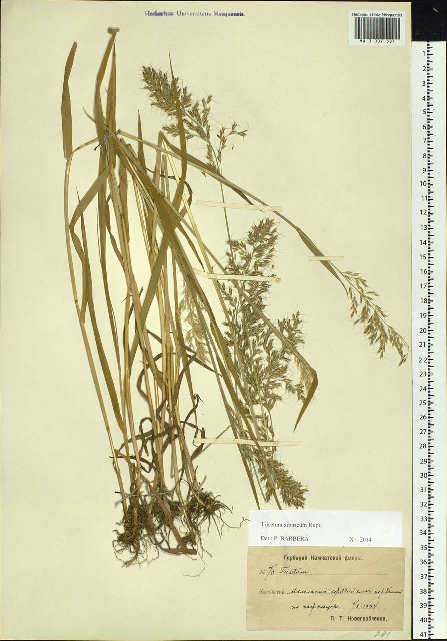 Sibirotrisetum sibiricum (Rupr.) Barberá, Сибирь, Чукотка и Камчатка (S7) (Россия)