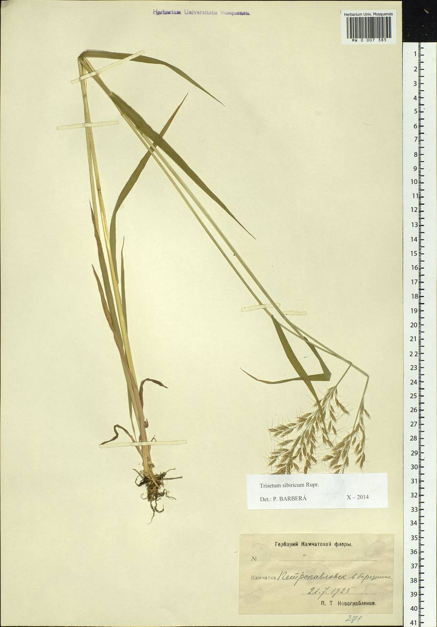 Sibirotrisetum sibiricum (Rupr.) Barberá, Сибирь, Чукотка и Камчатка (S7) (Россия)