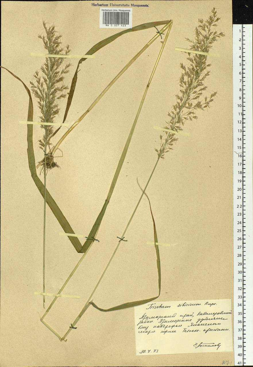 Sibirotrisetum sibiricum (Rupr.) Barberá, Сибирь, Дальний Восток (S6) (Россия)
