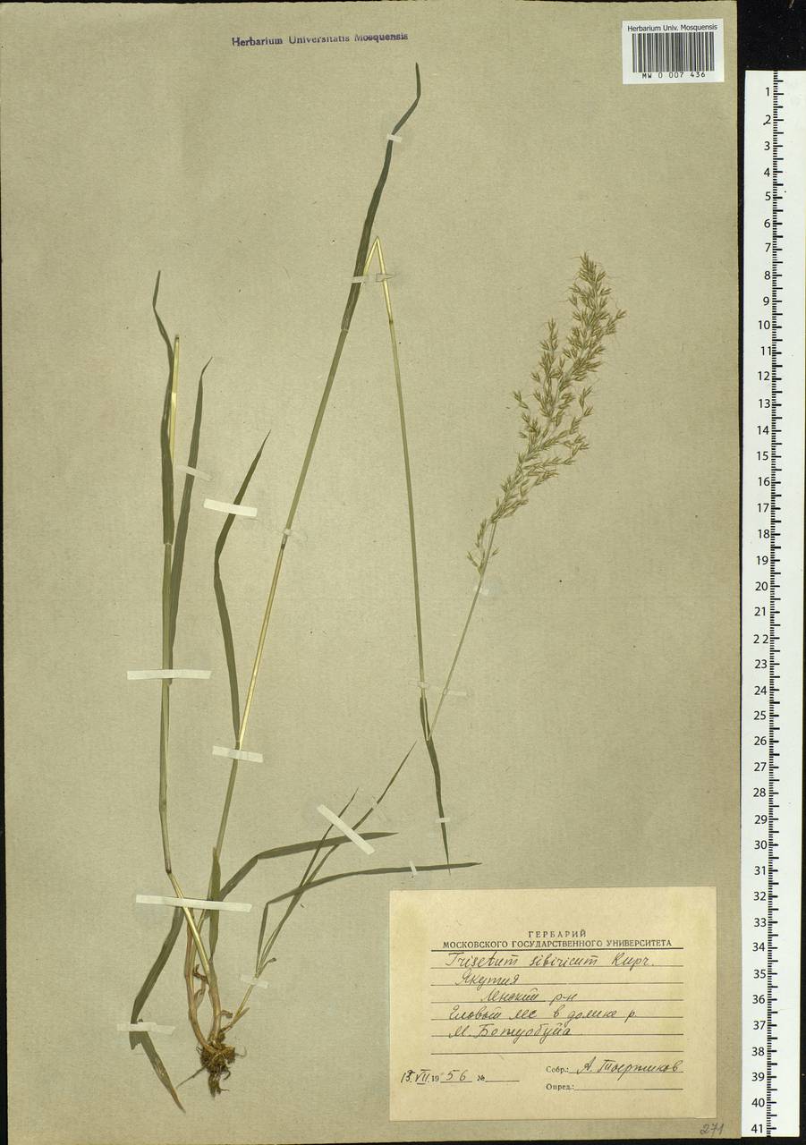 Sibirotrisetum sibiricum (Rupr.) Barberá, Сибирь, Якутия (S5) (Россия)