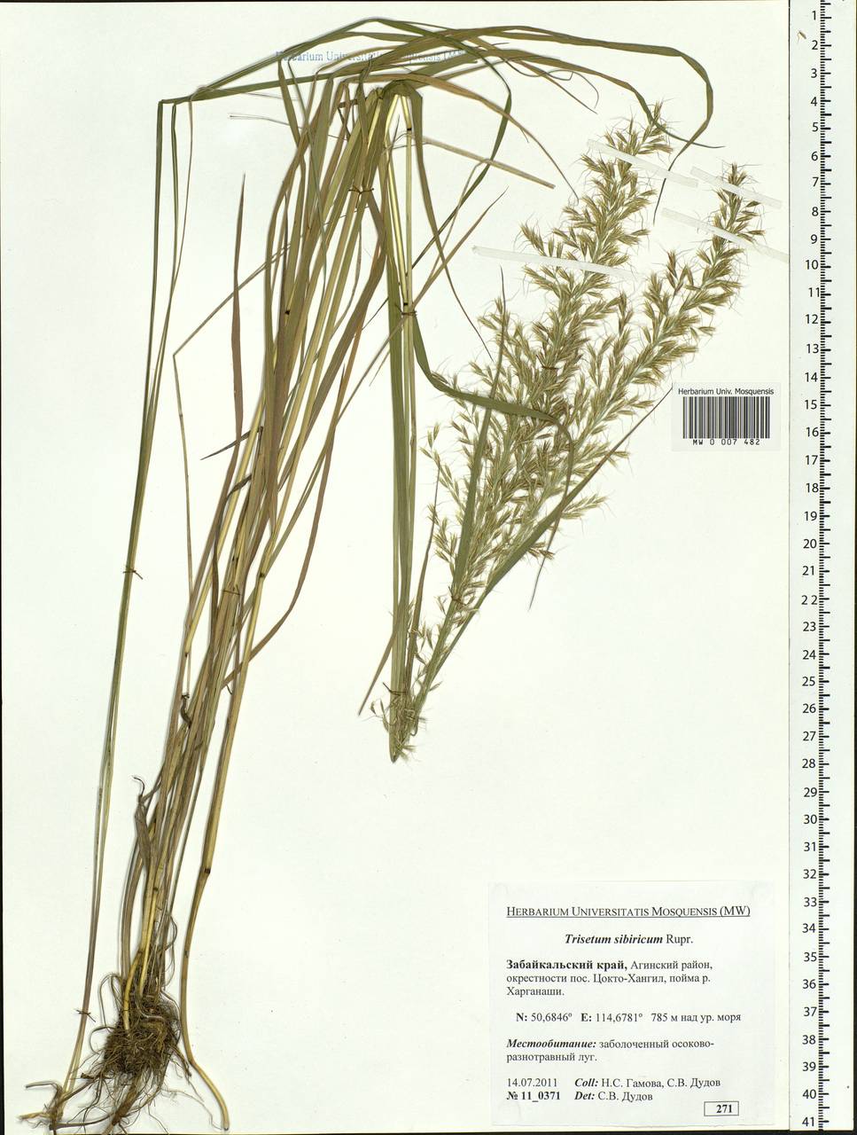 Sibirotrisetum sibiricum (Rupr.) Barberá, Сибирь, Прибайкалье и Забайкалье (S4) (Россия)