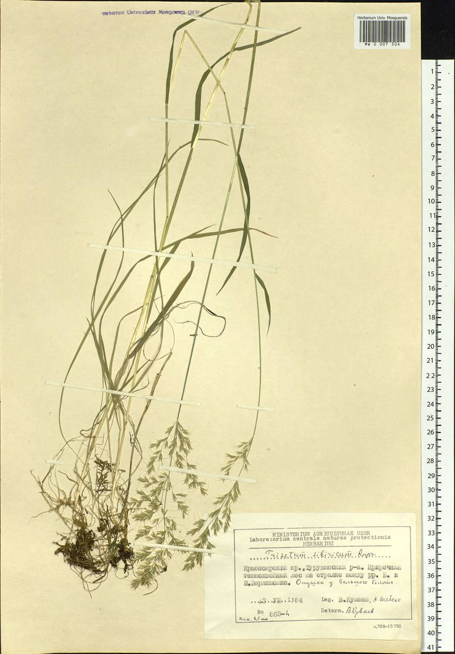 Sibirotrisetum sibiricum (Rupr.) Barberá, Сибирь, Центральная Сибирь (S3) (Россия)