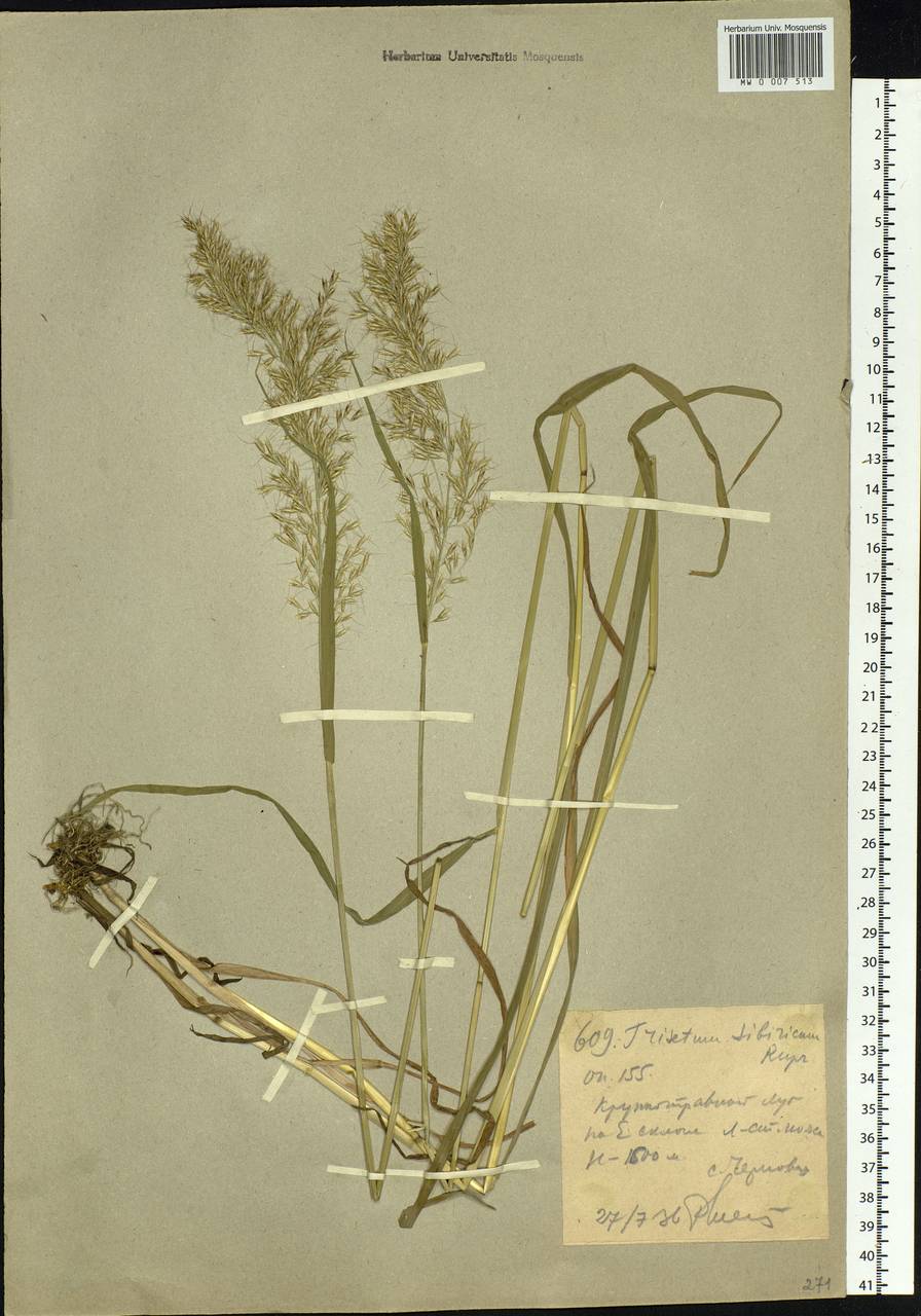 Sibirotrisetum sibiricum (Rupr.) Barberá, Сибирь, Западный (Казахстанский) Алтай (S2a) (Казахстан)