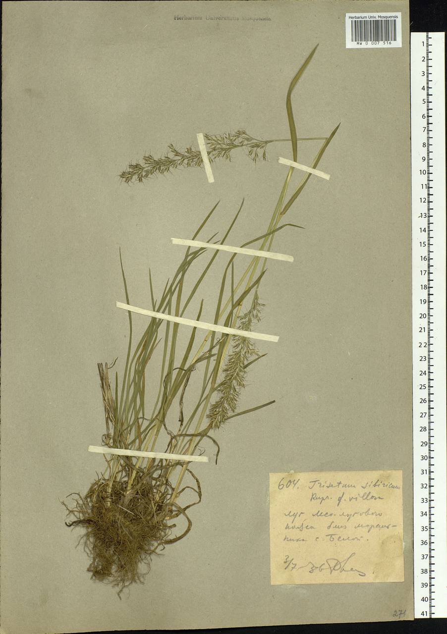 Sibirotrisetum sibiricum (Rupr.) Barberá, Сибирь, Западный (Казахстанский) Алтай (S2a) (Казахстан)
